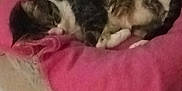 Moumoune participe au concours pour gagner de l'argent avec cette photo : cat, sleeping, pink_cushion, indoor, pet, feline, resting, cozy, tabby, white_paws, floor_tiles, quiet, relaxed, animal, domestic, snug, soft, warm, fur, nap