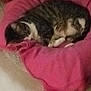 cat, sleeping, pink_cushion, indoor, pet, feline, resting, cozy, tabby, white_paws, floor_tiles, quiet, relaxed, animal, domestic, snug, soft, warm, fur, nap