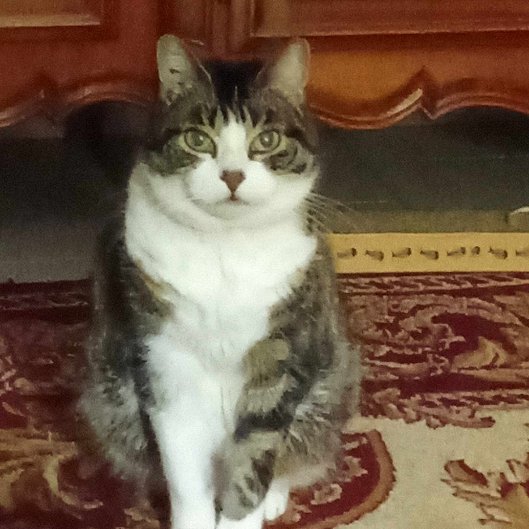 Moumoune participe au concours pour gagner de l'argent avec cette photo : animal, cabinet, carpet, cat, cozy, curious, cute, domestic, eyes, floor, fur, furniture, house, indoor, mammal, pet, sitting, tabby, whiskers, wood