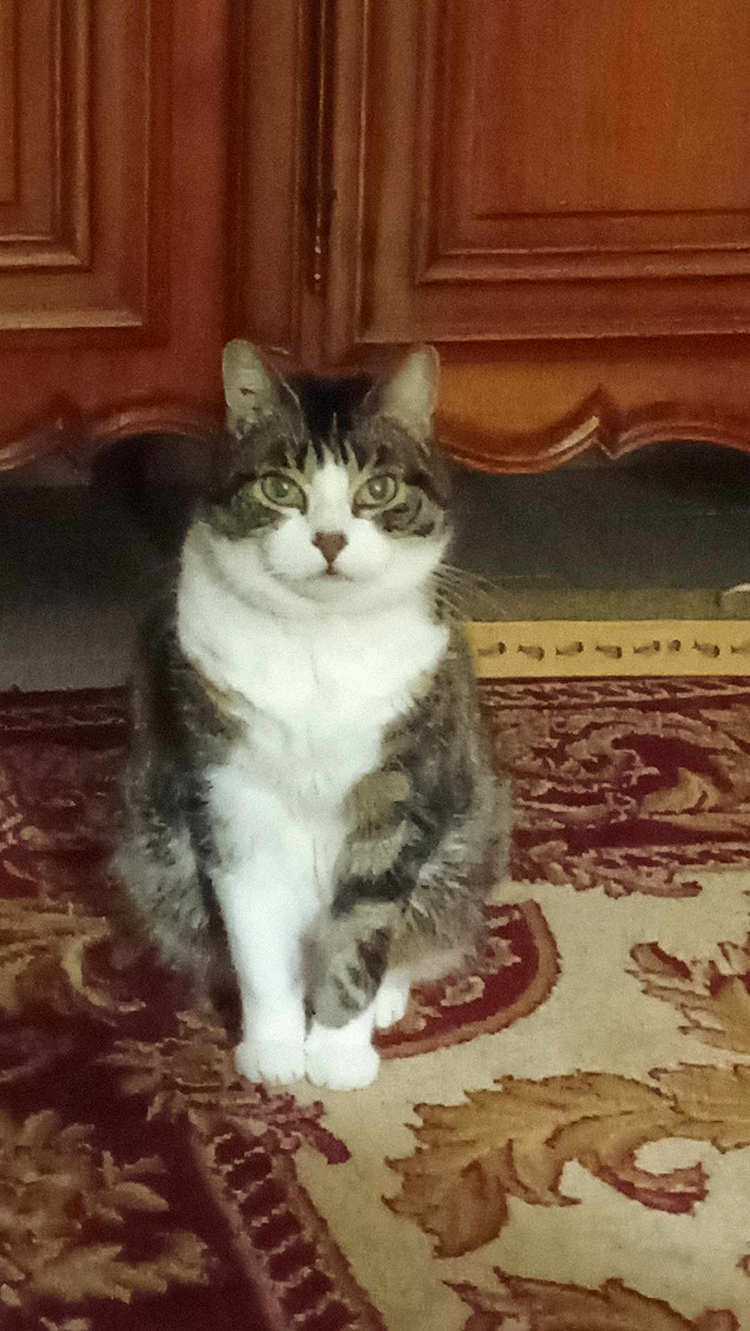 Moumoune participe au concours pour gagner de l'argent avec cette photo : cat, tabby, pet, indoor, carpet, floor, furniture, wood, cabinet, animal, mammal, domestic, fur, whiskers, eyes, sitting, cute, house, cozy, curious
