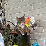Snoop is registered to the contest to win money with this photo: cat, kitten, tabby, animal, pet, sitting, portrait, indoors, brick_wall, plant, flowers, flowerpot, shelf, tennis_ball, toy, milk_carton, greenery, white_chest, striped_fur, front_facing