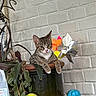 cat, kitten, tabby, animal, pet, sitting, portrait, indoors, brick_wall, plant, flowers, flowerpot, shelf, tennis_ball, toy, milk_carton, greenery, white_chest, striped_fur, front_facing