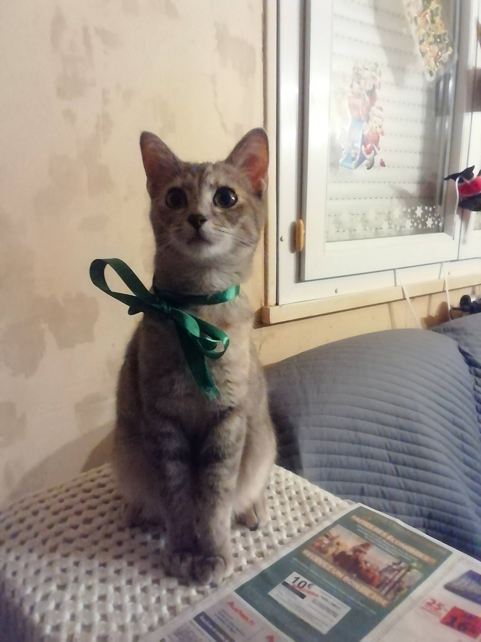 Daisy participe au concours pour gagner de l'argent avec cette photo : asian, carnivore, cat, devon_rex, domestic_short_haired_cat, fawn, felidae, german_rex, kitten, korat, mammal, ojos_azules, russian_blue, singapura, small_to_medium_sized_cats, snapshot, tonkinese, vertebrate, whiskers