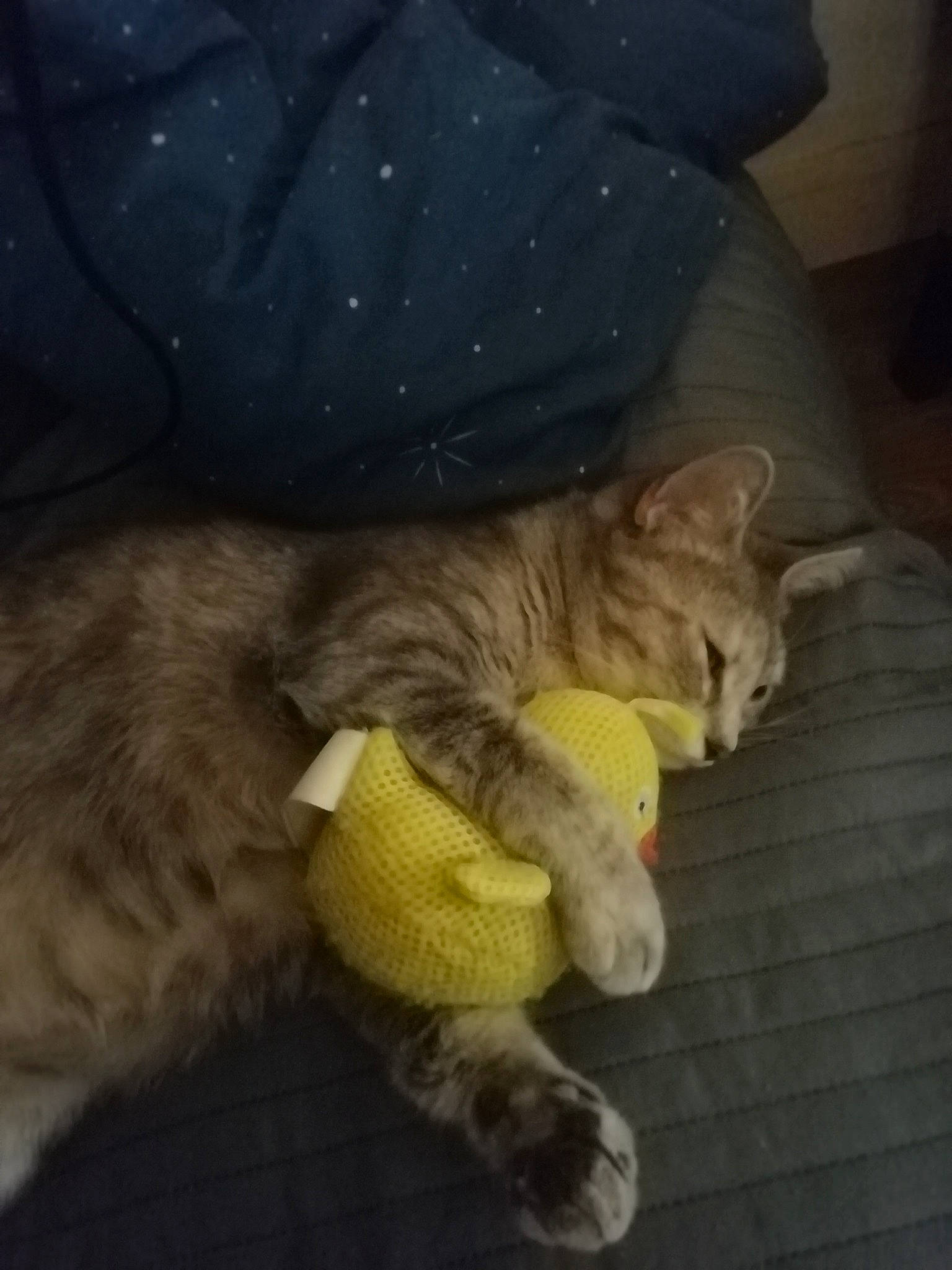 Daisy a rejoint le concours — aidez-le/la à gagner de superbes lots ! carnivore, cat, domestic_short_haired_cat, european_shorthair, felidae, fur, kitten, nap, pixie_bob, polydactyl_cat, sleep, small_to_medium_sized_cats, tabby_cat, tail, whiskers, yellow