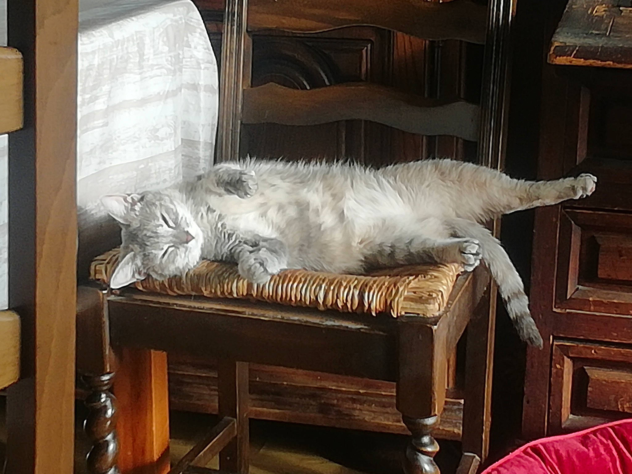 Daisy a rejoint le concours — aidez-le/la à gagner de superbes lots ! asian, burmilla, carnivore, cat, chair, felidae, fur, furniture, ragdoll, small_to_medium_sized_cats, table, tail, turkish_angora, turkish_van, whiskers, wood