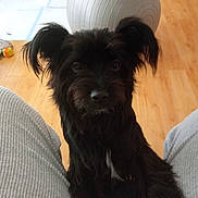 Jude joined the competition — help win amazing prizes! animal, black_dog, companion, cozy, curious, cute, dog, ears, exercise_ball, fur, home, indoor, legs, looking, pet, pet_bowls, sitting, small_dog, white_patch, wooden_floor