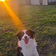 Meeko joined the competition — help win amazing prizes! dog, border_collie, sunset, sunflare, barn, grass, outdoor, smile, tongue_out, happy, pet, portrait, farm, building, nature, sitting, field, sky, trees, fur