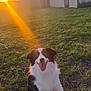 dog, border_collie, sunset, sunflare, barn, grass, outdoor, smile, tongue_out, happy, pet, portrait, farm, building, nature, sitting, field, sky, trees, fur