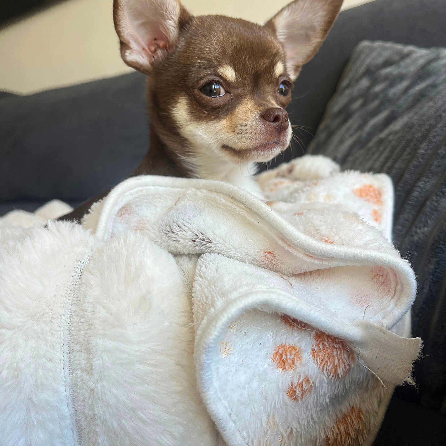 Ruby a rejoint le concours — aidez-le/la à gagner de superbes lots ! animal, blanket, canine, chihuahua, couch, cushion, dog, furniture, homedecor, pet, puppy, towel