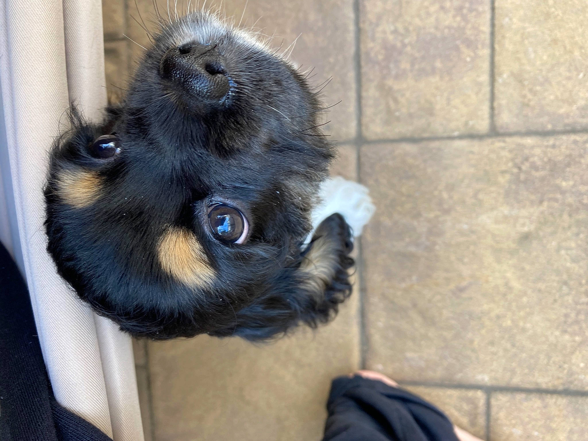 Grace Mae joined the competition — help win amazing prizes! affenpinscher, canidae, carnivore, companion_dog, dog, dog_breed, fur, puppy, snout, sporting_group