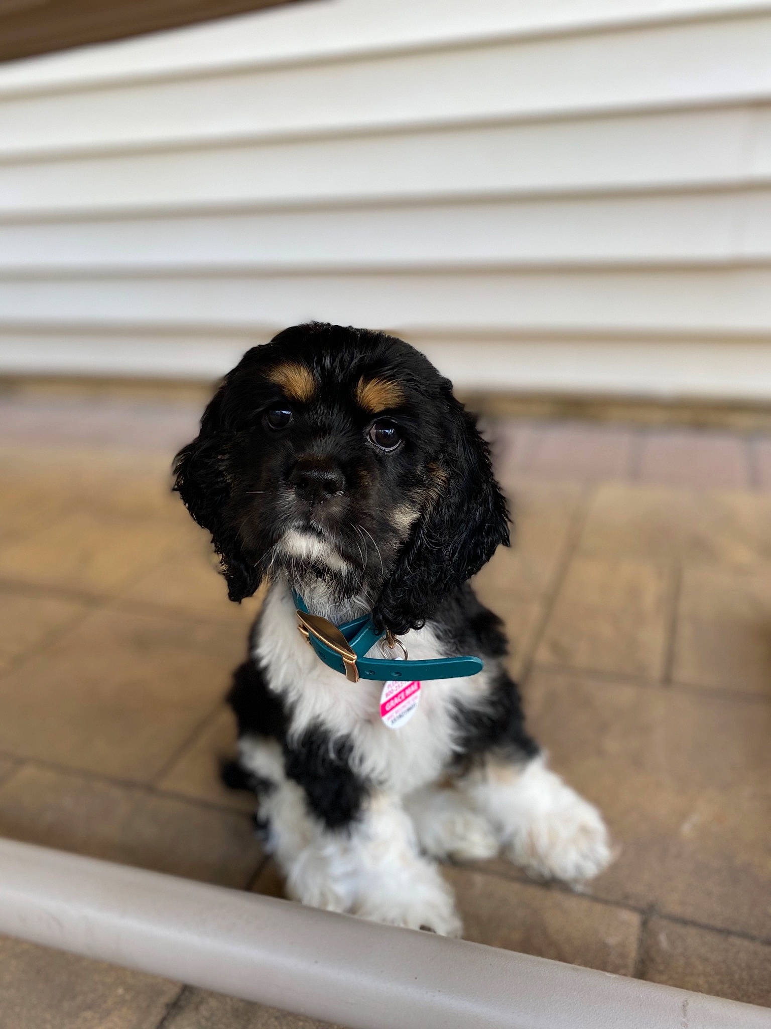 Grace Mae is registered to the contest to win money with this photo: canidae, carnivore, cavachon, cavapoo, cockapoo, companion_dog, dog, dog_breed, havanese, labradoodle, mammal, poodle_crossbreed, portuguese_water_dog, puppy, rare_breed_dog, schnoodle, shih_poo, snout, sporting_group, vertebrate