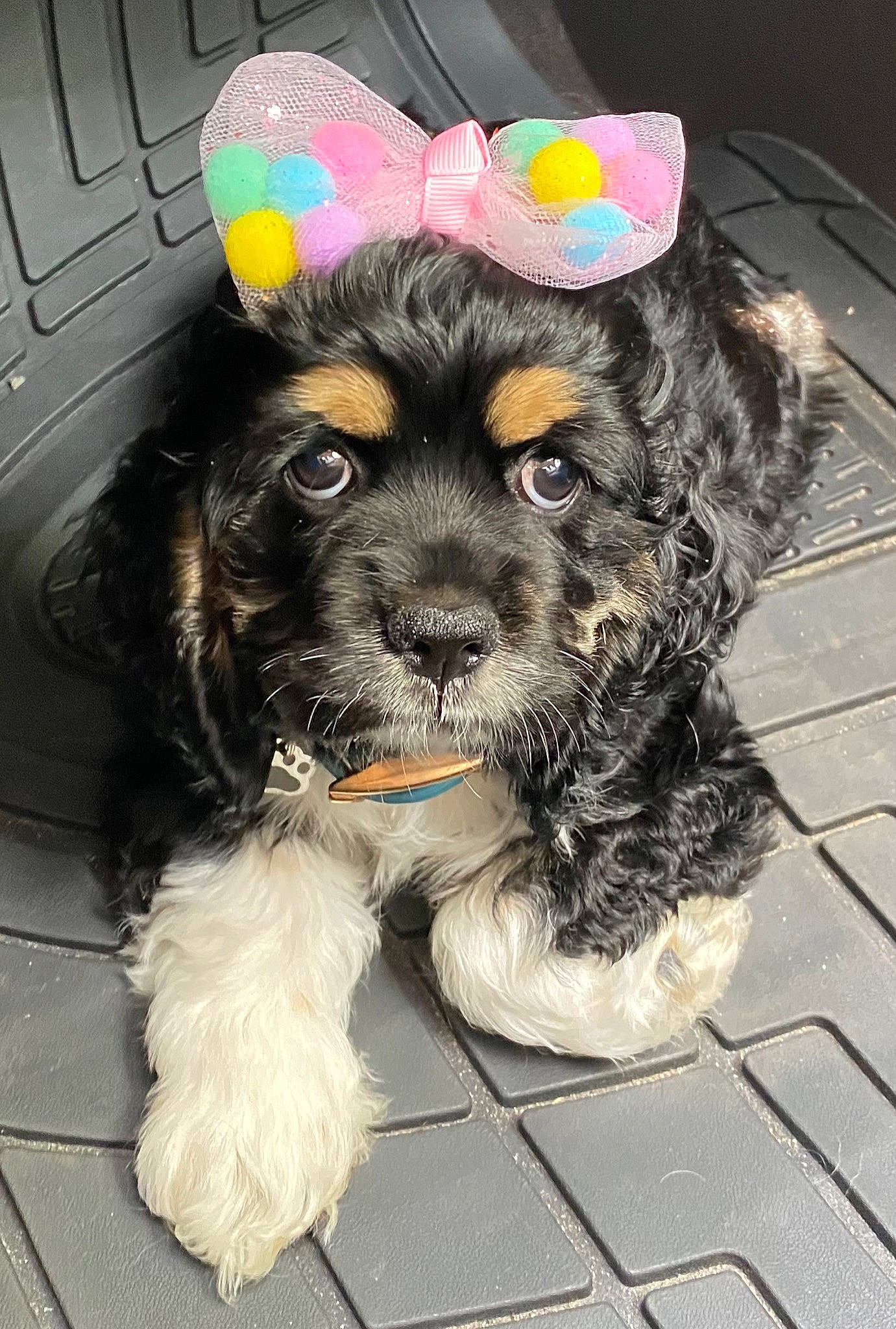 Grace Mae is registered to the contest to win money with this photo: american_cocker_spaniel, bolonka, canidae, carnivore, cavapoo, cockapoo, cocker_spaniel, companion_dog, dog, dog_breed, english_cocker_spaniel, havanese, mammal, pekapoo, poodle_crossbreed, puppy, rare_breed_dog, snout, sporting_group, yorkipoo