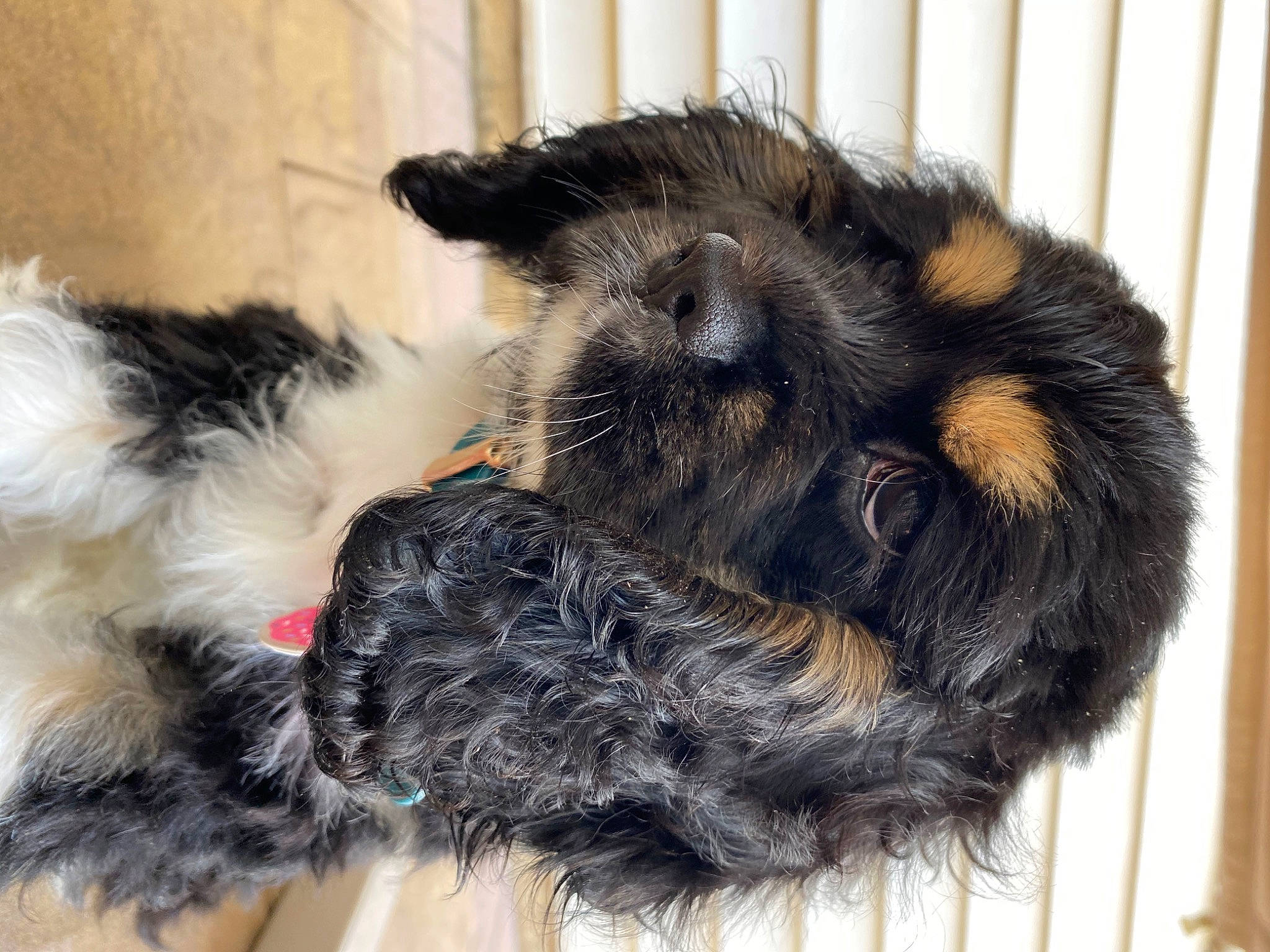 Grace Mae joined the competition — help win amazing prizes! canidae, carnivore, dog, dog_breed, fur, mammal, miniature_schnauzer, paw, puppy, schnauzer, snout, sporting_group, terrier