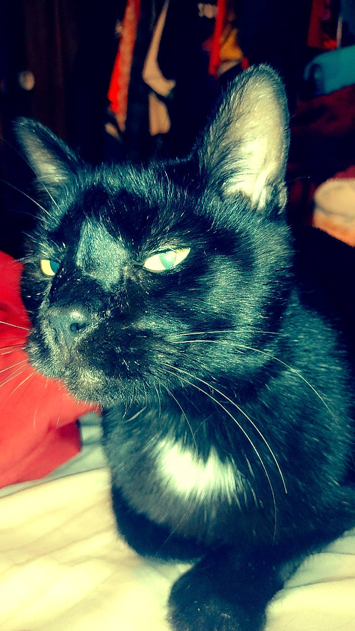 Havok is registered to the contest to win money with this photo: black_cat, carnivore, cat, claw, comfort, domestic_short_haired_cat, electric_blue, felidae, foot, fur, paw, plant, small_to_medium_sized_cats, snout, square, tail, whiskers, window