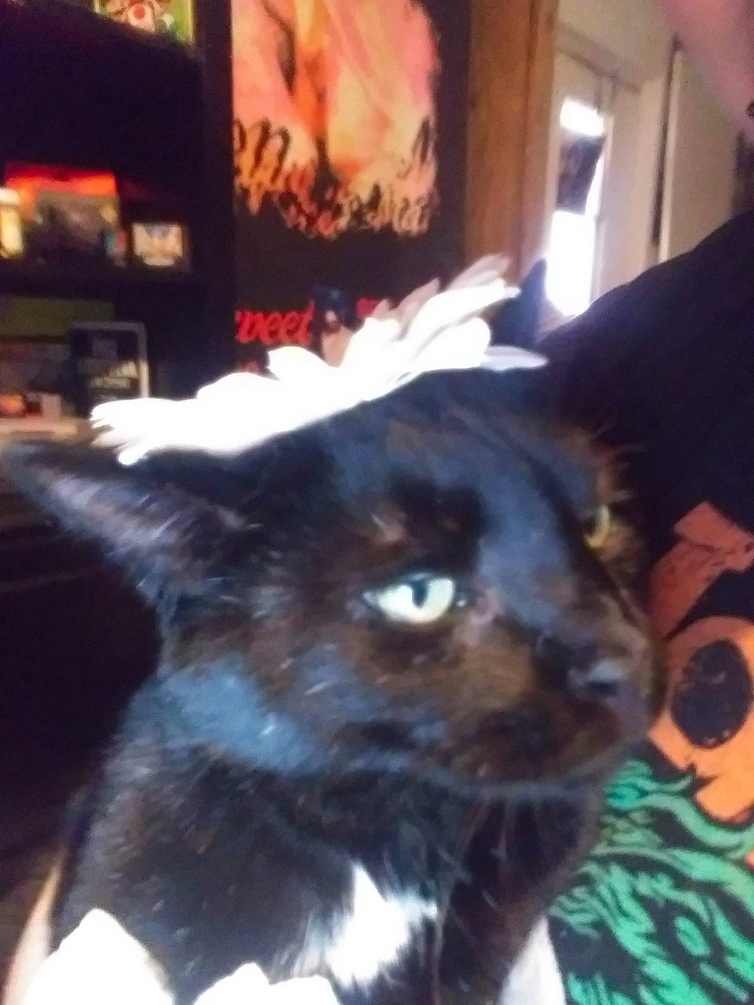 Havok is registered to the contest to win money with this photo: black_cat, canidae, carnivore, cat, chair, companion_dog, dog_breed, domestic_short_haired_cat, felidae, fur, picture_frame, plant, small_to_medium_sized_cats, snapshot, snout, tail, terrestrial_animal, thai, tonkinese, whiskers