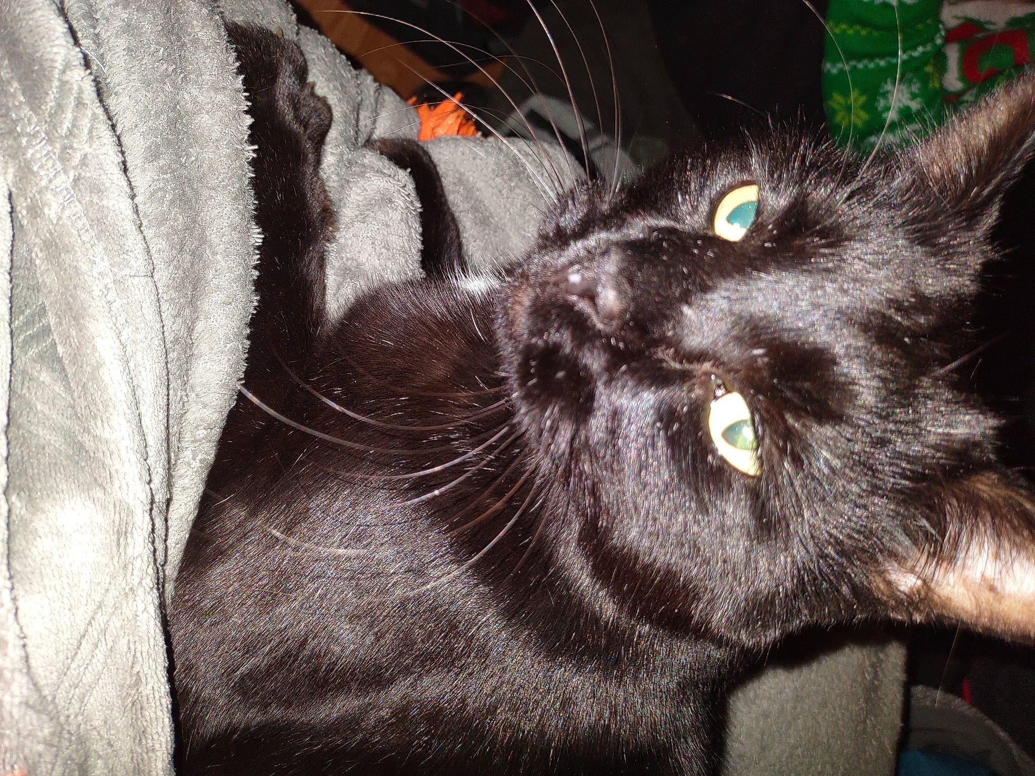 Havok is registered to the contest to win money with this photo: black_cat, bombay, carnivore, cat, claw, comfort, domestic_short_haired_cat, ear, felidae, fur, gesture, paw, small_to_medium_sized_cats, tail, terrestrial_animal, whiskers