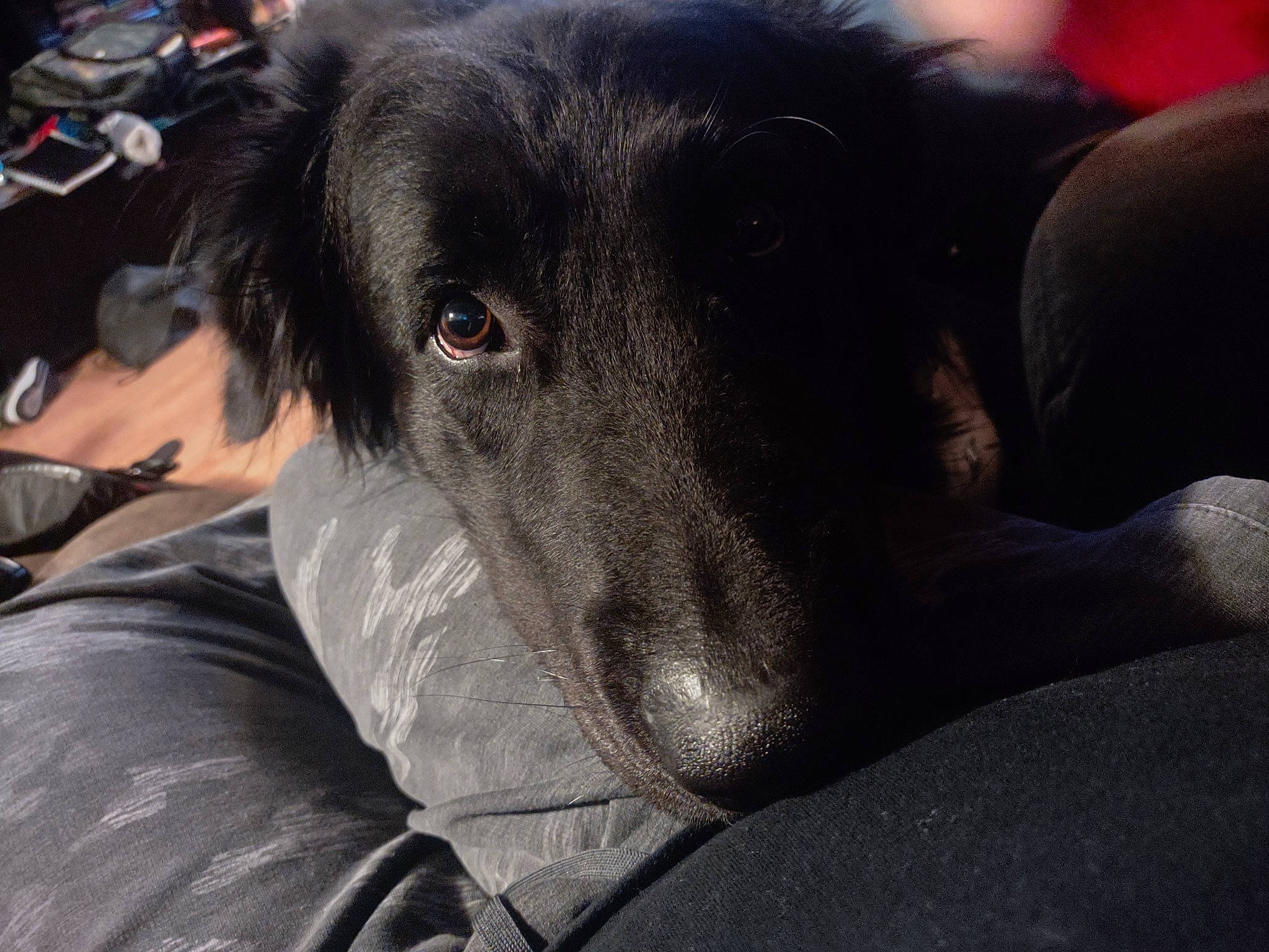 Crown Royal is registered to the contest to win money with this photo: borador, canidae, carnivore, comfort, companion_dog, dog, dog_breed, fur, guard_dog, sporting_group, whiskers, working_animal, working_dog