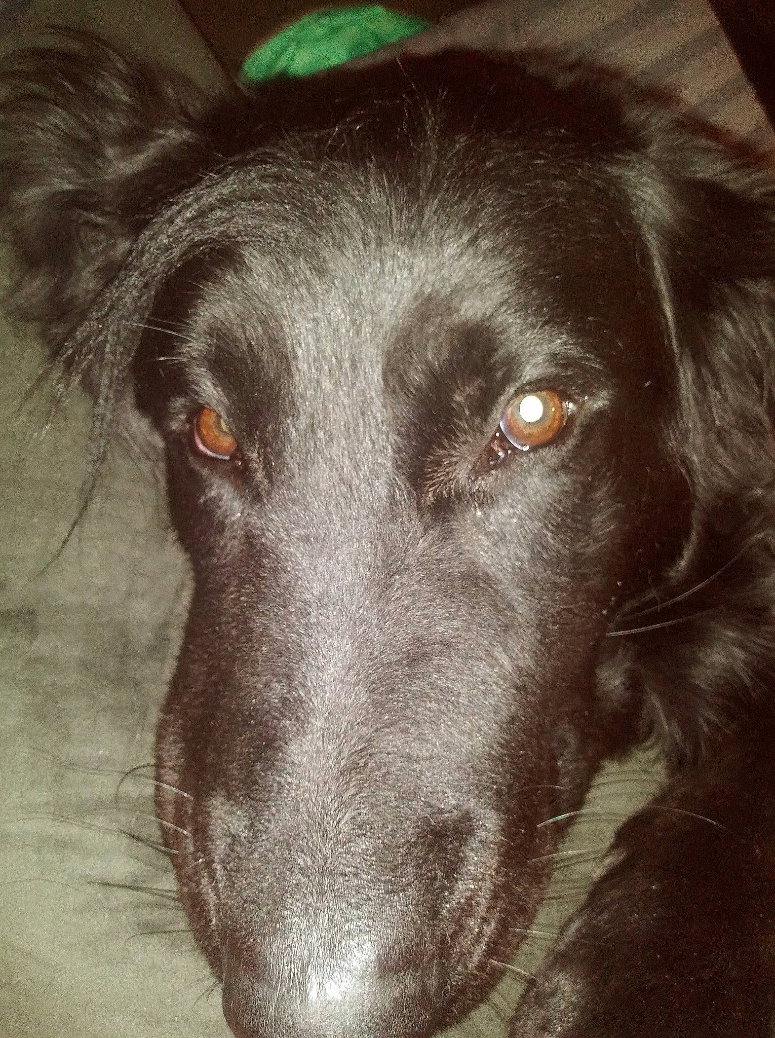 Crown Royal joined the competition — help win amazing prizes! borador, canidae, carnivore, companion_dog, dog, dog_breed, ear, fur, gun_dog, hunting_dog, liver, snout, sporting_group, whiskers, working_animal