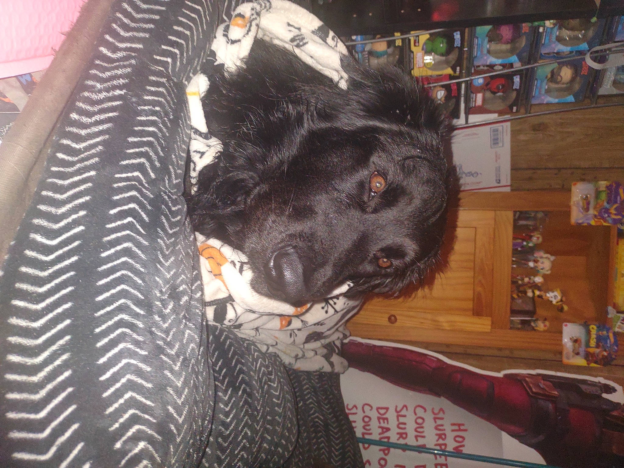 Crown Royal joined the competition — help win amazing prizes! borador, canidae, carnivore, companion_dog, dog, dog_breed, felidae, flooring, fur, guard_dog, non_sporting_group, pattern, picture_frame, shelf, snout, sporting_group, whiskers, working_animal