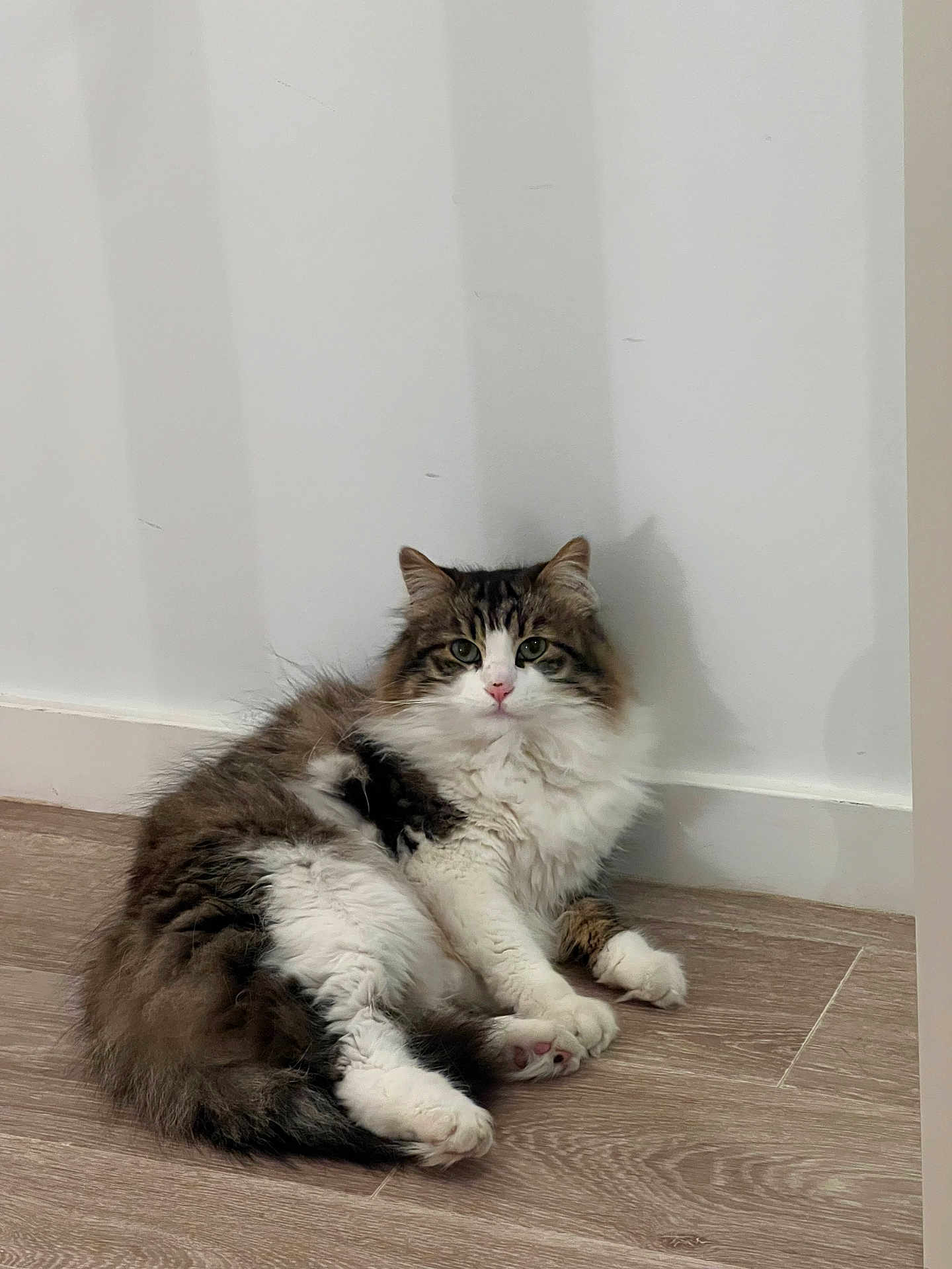 Oggy participe au concours pour gagner de l'argent avec cette photo : cat, fluffy, indoor, wooden_floor, white_wall, pet, feline, relaxed, sitting, fur, paw, animal, cute, domestic, tabby, whiskers, pink_nose, ears, calm, house
