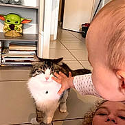 Oggy a rejoint le concours — aidez-le/la à gagner de superbes lots ! cat, baby, person, indoor, floor, tile, hand, shelf, books, figurine, yoda, cute, pet, fur, child, adult, home, interaction, white, brown