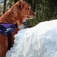 Miel a rejoint le concours — aidez-le/la à gagner de superbes lots ! dog, side_profile, snow, outdoor, forest, pine_trees, animal, pet, canine, winter, nature, fur, harness, mammal, cold, daylight, brown_dog, landscape, tree, snowbank