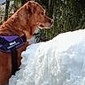 dog, side_profile, snow, outdoor, forest, pine_trees, animal, pet, canine, winter, nature, fur, harness, mammal, cold, daylight, brown_dog, landscape, tree, snowbank