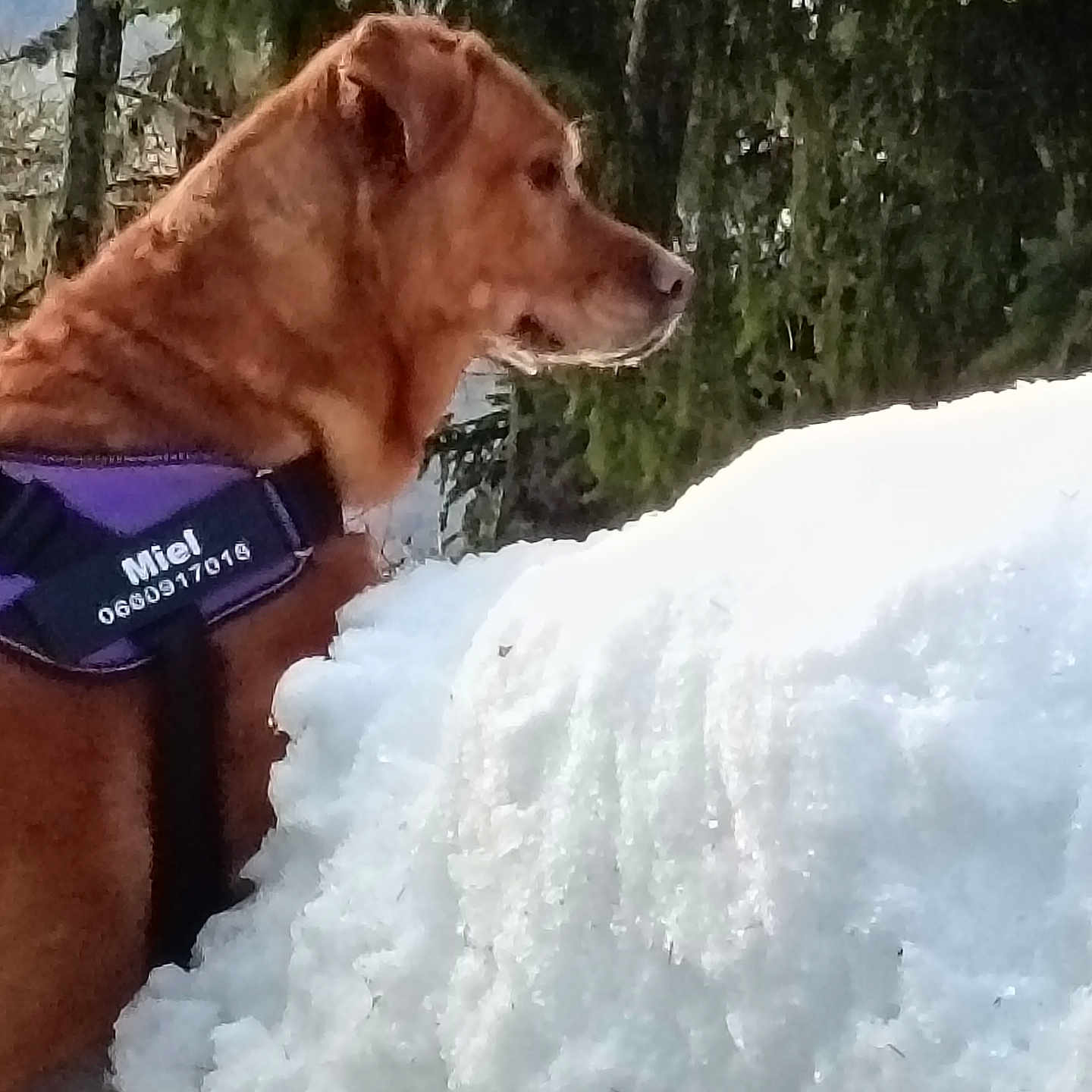 Miel a rejoint le concours — aidez-le/la à gagner de superbes lots ! dog, side_profile, snow, outdoor, forest, pine_trees, animal, pet, canine, winter, nature, fur, harness, mammal, cold, daylight, brown_dog, landscape, tree, snowbank