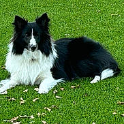 Phoebe is registered to the contest to win money with this photo: dog, black_and_white, border_collie, grass, outdoor, pet, lying_down, animal, fur, nature, canine, green, leaf, relaxed, portrait, mammal, ears, face, paw, daylight