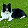Phoebe