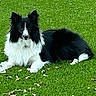 dog, black_and_white, border_collie, grass, outdoor, pet, lying_down, animal, fur, nature, canine, green, leaf, relaxed, portrait, mammal, ears, face, paw, daylight