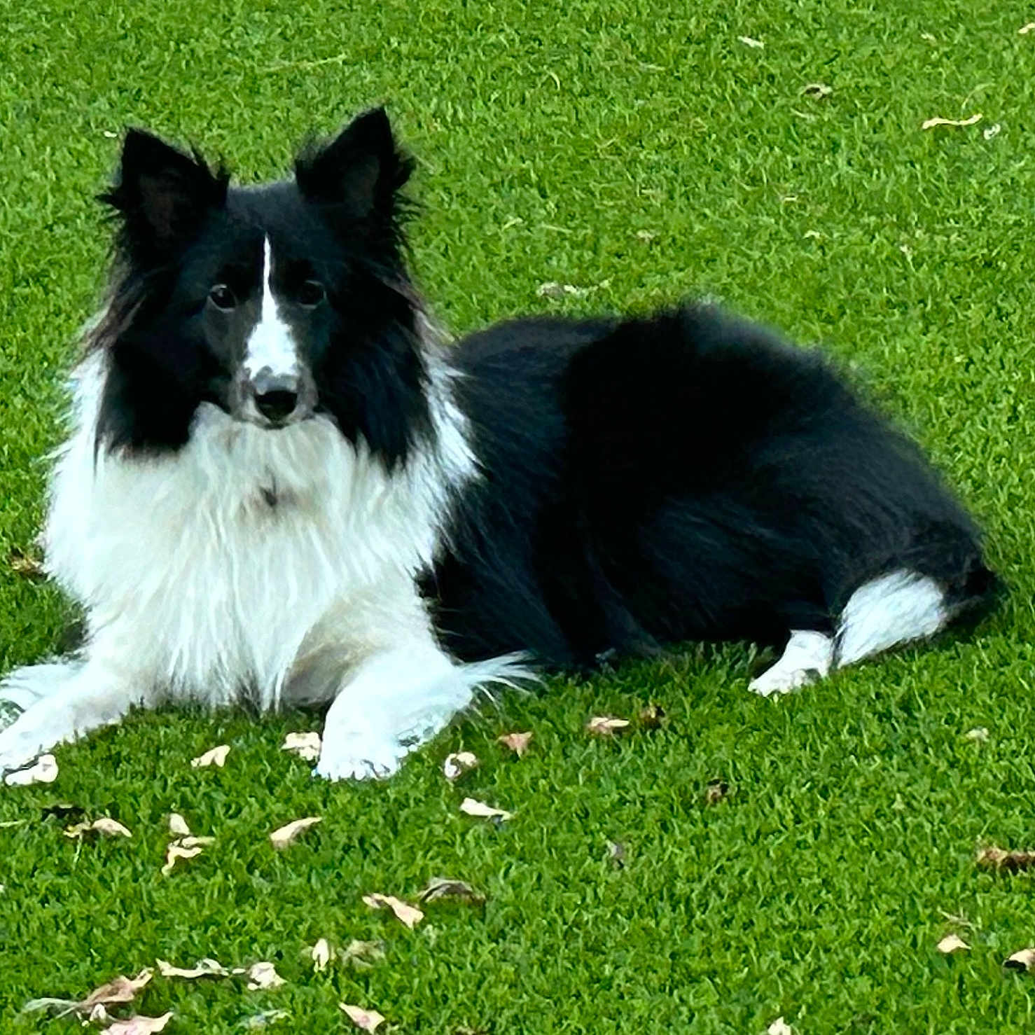Phoebe