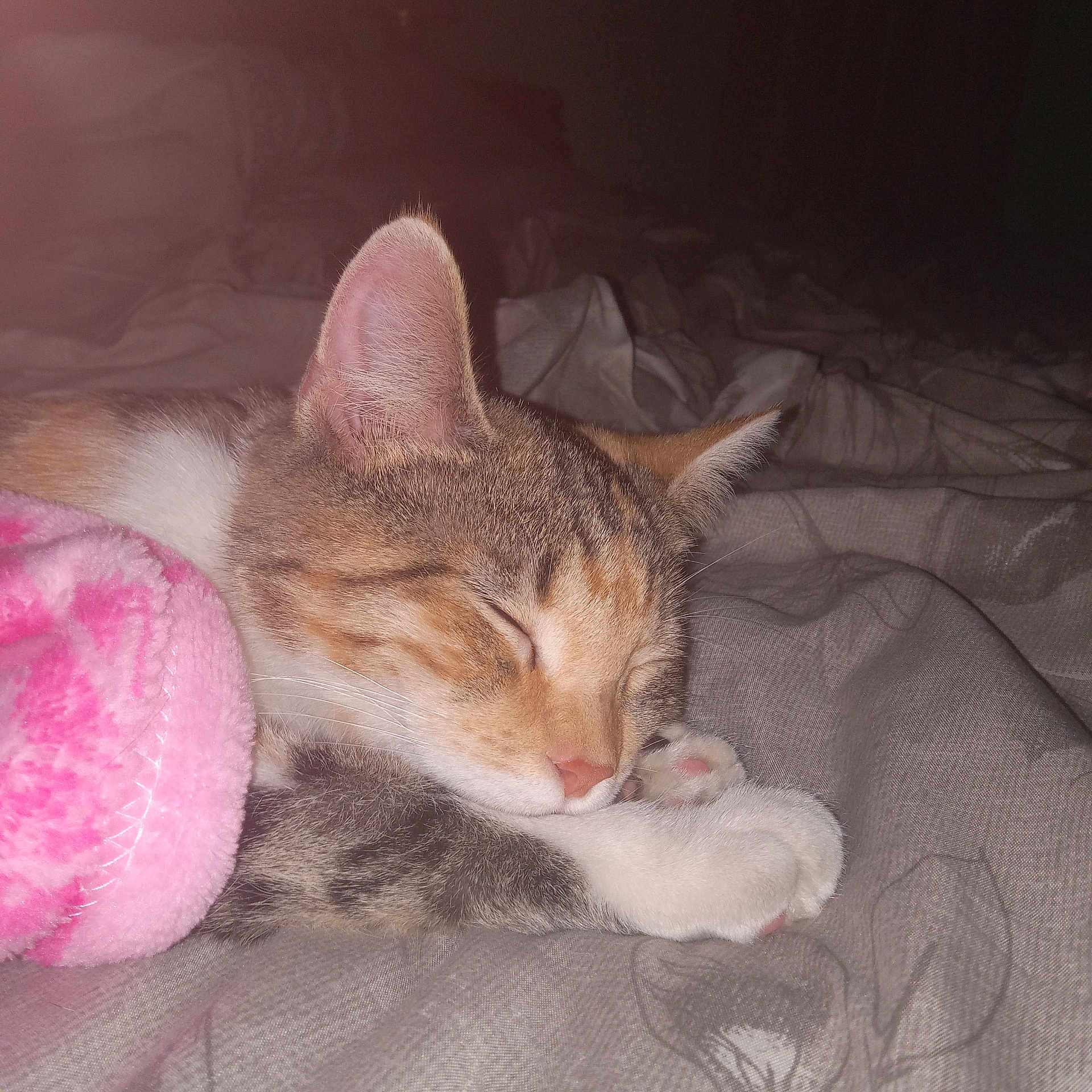Callie joined the competition — help win amazing prizes! animal, bed, blanket, cat, closeup, cozy, cute, domestic_animal, ears, feline, fur, indoor, paw, peaceful, pet, pink, resting, sleeping, soft, whiskers