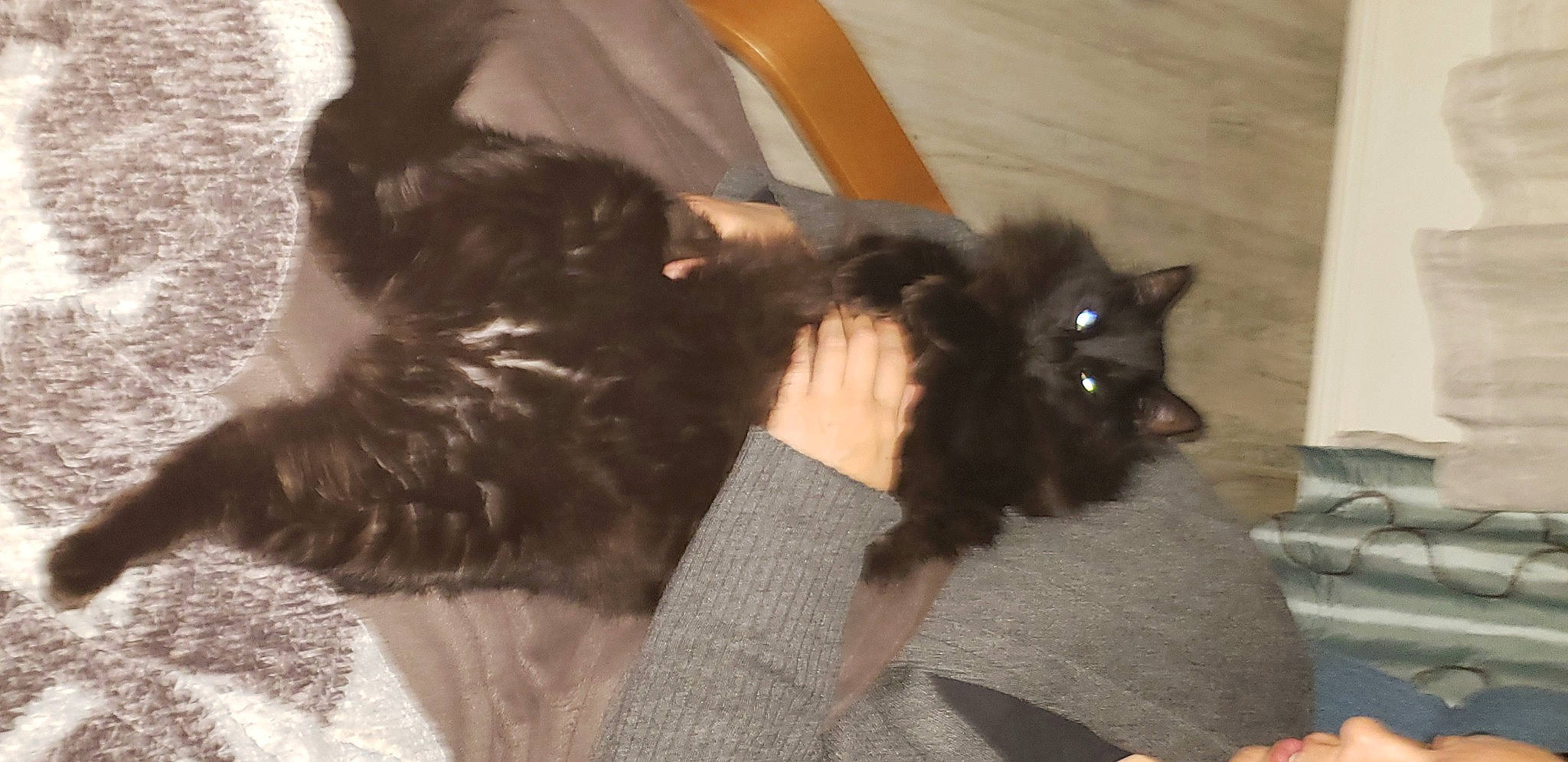 Cesare joined the competition — help win amazing prizes! black_cat, bombay, canidae, carnivore, cat, claw, comfort, companion_dog, dog_breed, domestic_short_haired_cat, ear, fawn, felidae, fur, gesture, paw, small_to_medium_sized_cats, snout, tail, whiskers