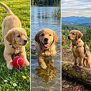 Daisy joined the competition — help win amazing prizes! golden_retriever, puppy, dog, grass, ball, water, lake, swimming, forest, mountains, nature, outdoor, flower_collar, dog_collar, pet, playing, adventure, cute, animal, happy