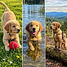 golden_retriever, puppy, dog, grass, ball, water, lake, swimming, forest, mountains, nature, outdoor, flower_collar, dog_collar, pet, playing, adventure, cute, animal, happy