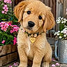 puppy, golden_retriever, dog, flower_collar, heart_tag, flowers, pink_flowers, white_flowers, wooden_surface, metal_container, outdoor, cute, pet, animal, young_dog, sitting, nature, spring, collar, portrait