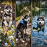 husky, puppy, dog, flower, meadow, rope_toy, forest, mountain_trail, rock, lake, water, swimming, blue_eyes, bow_tie, nature, outdoor, pet, animal, playful, scenic