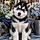 Koda