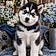 Koda