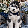 husky, puppy, dog, blue_eyes, bow_tie, flower_pot, flowers, blanket, cute, pet, indoor, decor, fur, sitting, portrait, animal, cozy, soft, adorable, young