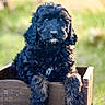 Luna joined the competition — help win amazing prizes! puppy, dog, black_fur, curly_fur, wooden_box, outdoor, grass, nature, pet, animal, cute, young, portrait, sunlight, greenery, fur, adorable, looking, sitting, box