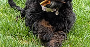 Luna joined the competition — help win amazing prizes! dog, black_dog, grass, outdoor, pet, leaf, nature, animal, cute, fur, collar, playful, lying_down, greenery, summer, canine, adorable, friendly, young_dog, chewing