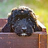 Luna is registered to the contest to win money with this photo: puppy, dog, black_fur, wooden_box, outdoor, sunlight, close_up, pet, cute, animal, young_dog, curious, fluffy, nature, green_background, portrait, adorable, face, eyes, resting