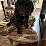 dog, puppy, black_dog, blanket, brown_blanket, floor, wood_floor, indoor, furniture, bookshelf, books, cozy, pet, canine, cute, fur, sitting, domestic_animal, living_room, curled_hair