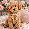 puppy, dog, curly_fur, bow, lace, pink_roses, flowers, cushion, text_overlay, fluffy_rug, cute, pet, indoor, decor, soft_lighting, portrait, animal, small_dog, adorable, love