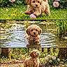 acorns, animal, bow, cute, dog, flowers, forest, grass, lilypads, moss, nature, outdoor, pet, playful, pond, puppy, roses, summer, sunlight, water