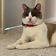 Lemon is registered to the contest to win money with this photo: cat, indoor, carpet, white, brown, collar, bell, pet, animal, feline, closeup, resting, cute, domestic, mammal, ears, whiskers, portrait, fur, relaxed