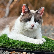 Lemon is registered to the contest to win money with this photo: cat, animal, pet, feline, outdoor, grass, artificial_grass, rock, nature, closeup, portrait, relaxed, white_fur, gray_fur, ears, whiskers, paws, background_blur, daylight, calm