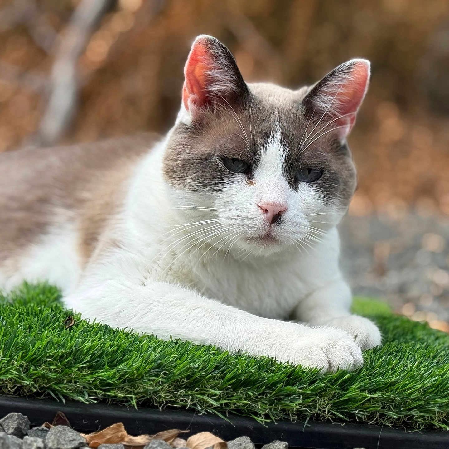 Lemon is registered to the contest to win money with this photo: cat, animal, pet, feline, outdoor, grass, artificial_grass, rock, nature, closeup, portrait, relaxed, white_fur, gray_fur, ears, whiskers, paws, background_blur, daylight, calm